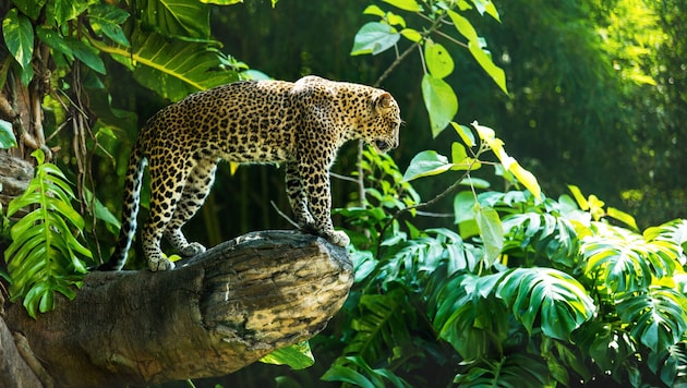 Az esőerdők június 22-i világnapja alkalmából a Greenpeace az Amazonas és más esőerdők kizsákmányolása és pusztítása miatt kihalással fenyegetett állatokat mutat be. (Bild: kuzmichstudio - stock.adobe.com)