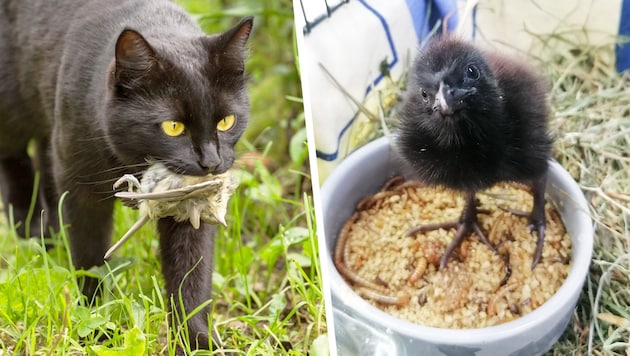 Ezt a kis búzakalitkát, amely az egyetlen életben maradt fiókája, most Grazban ápolják. (Bild: Krone KREATIV/Stock Adobe, Kleine Wildtiere in großer Not)