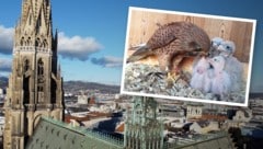 Drei Turmfalken, ähnlich, wie dieser mit seinen Jungen auf dem Symbolbild oben, haben den Blitzeinschlag in Österreichs größte Kirche nicht überlebt. (Bild: Krone KREATIV/zVg/Linz in der Luft, Adlerarena Burg Landskron)