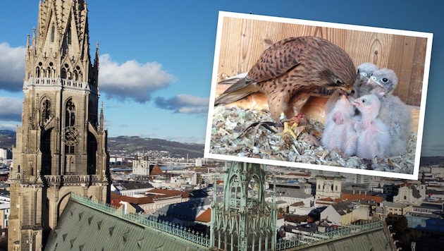 Three kestrels, similar to this one with its young on the symbolic picture above, did not survive the lightning strike in Austria's largest church. (Bild: Krone KREATIV/zVg/Linz in der Luft, Adlerarena Burg Landskron)