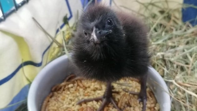 A rare guest - the corncrake: the courageous Graz association "Kleine Wildtiere in großer Not" succeeded in saving the bird! (Bild: Kleine Wildtiere in Großer Not)