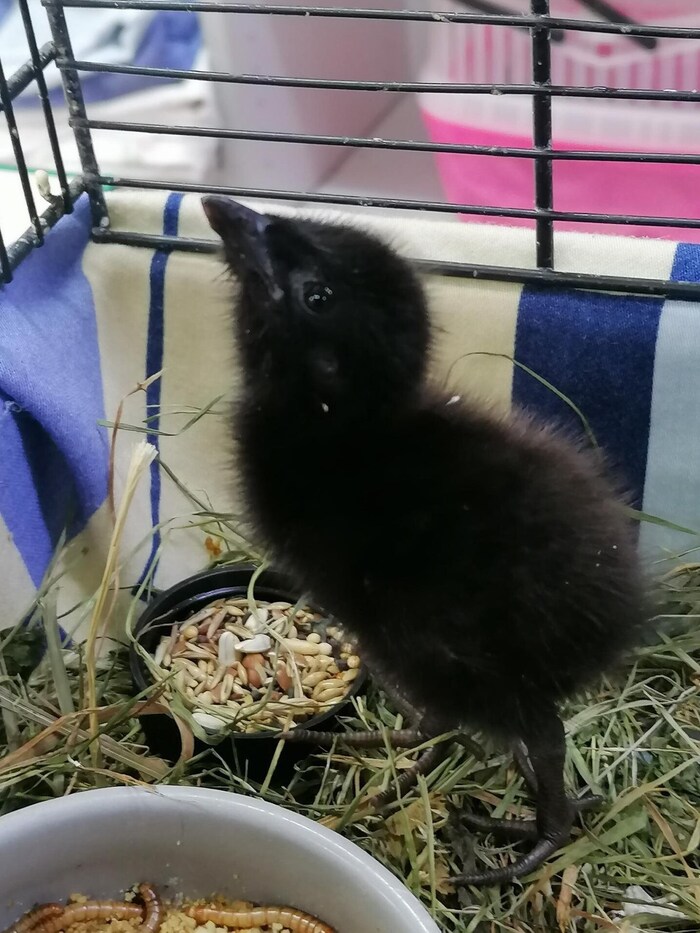 Der kleine Vogel wird sicher noch ein paar Wochen in der Grazer Pflegeeinrichtung bleiben müssen. 