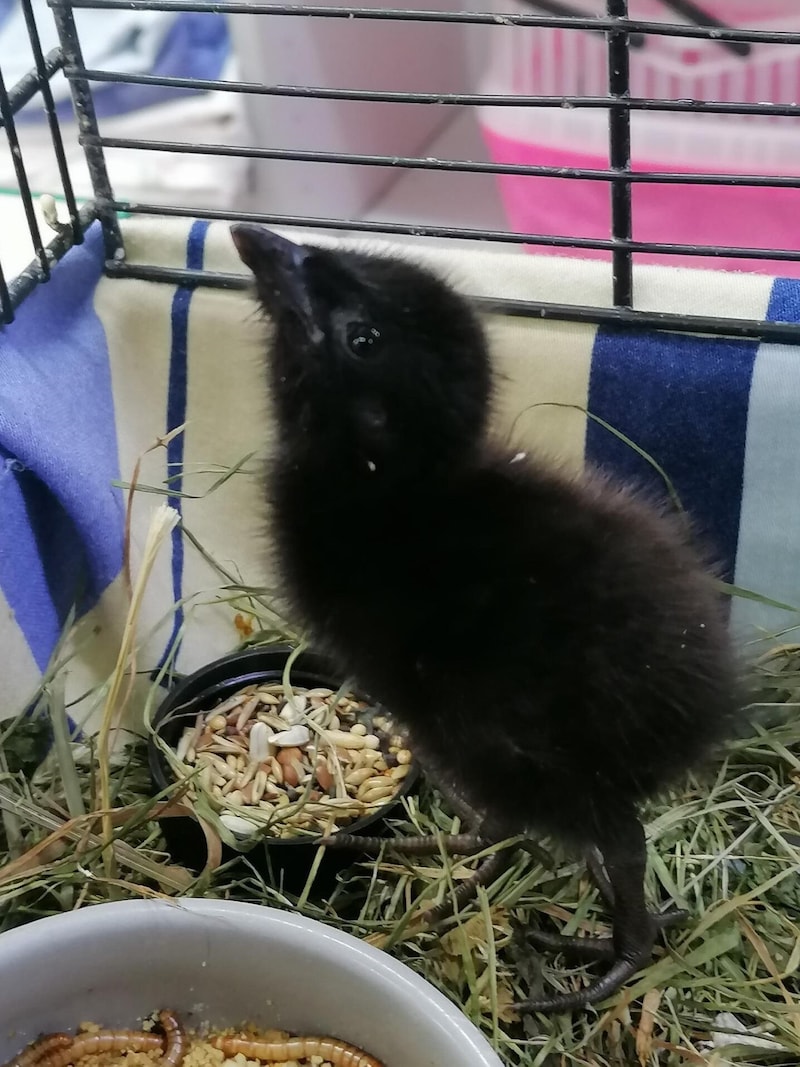 Der kleine Vogel wird sicher noch ein paar Wochen in der Grazer Pflegeeinrichtung bleiben müssen.  (Bild: Kleine Wildtiere in Großer Not)