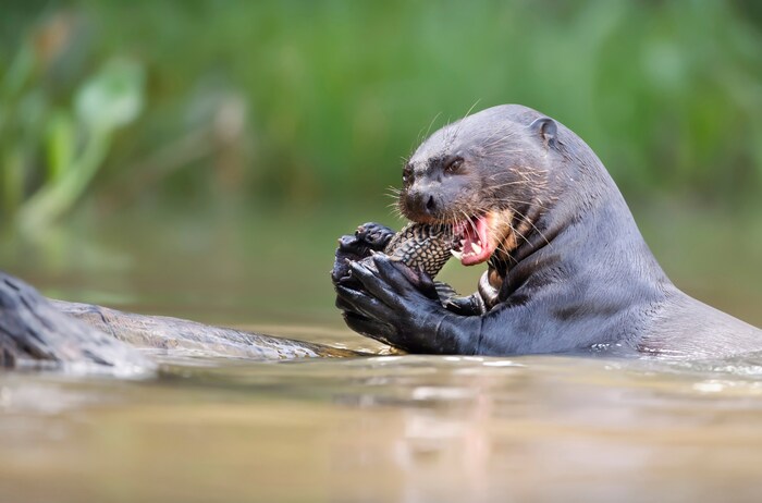 Giant otter