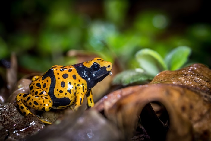 Yellow-banded treecreeper