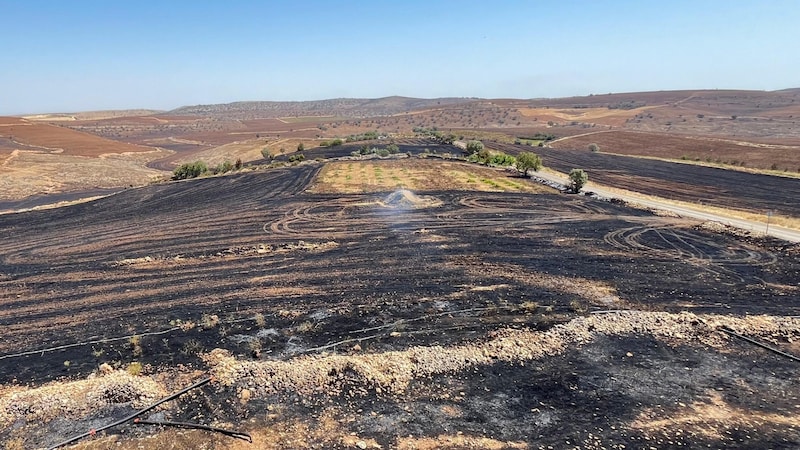 Türkiye'de yanmış bir tarla (Bild: AFP/APA/DHA )