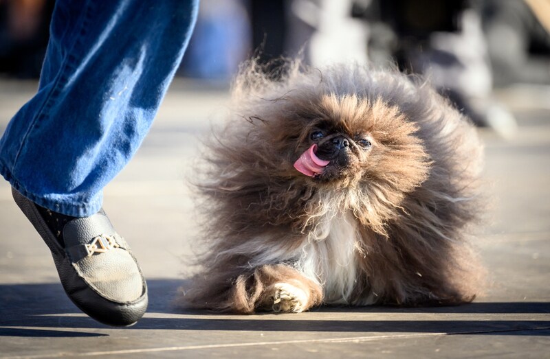 "Wild Thang" at the annual "World's Ugliest Dog Contest" (Bild: AFP/AFP )