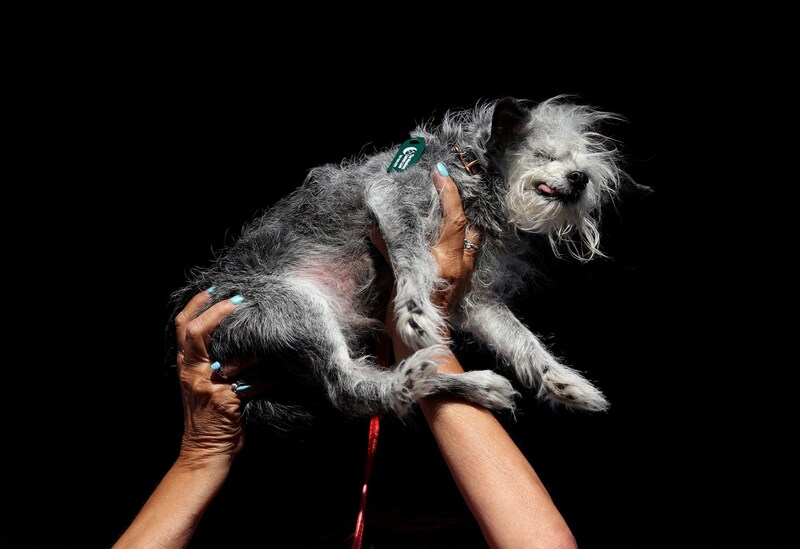 "Ozzie" (Bild: AFP/GETTY IMAGES NORTH AMERICA / Getty Images via AFP)