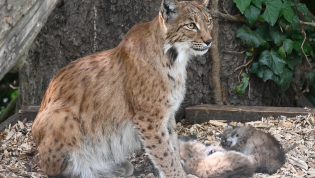 Mama „Elli“ mit Nachwuchs. (Bild: Alpenzoo)