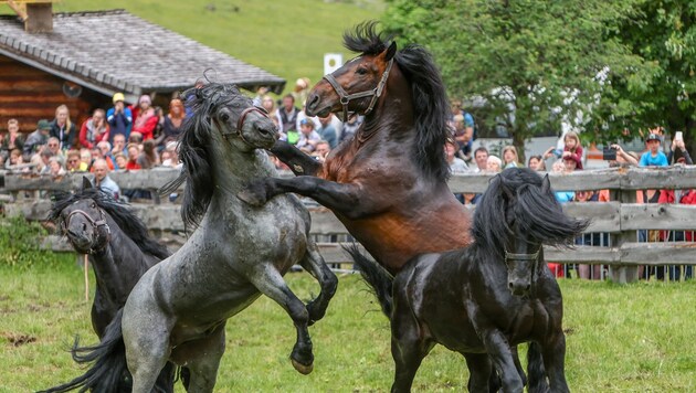 In Rauris, the stallions were at it again on Saturday. (Bild: Roland Hölzl/Roland Hoelzl)