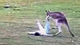 Dieses Känguru fiel über die Zweijährige her. (Bild: Screenshot kameraOne)