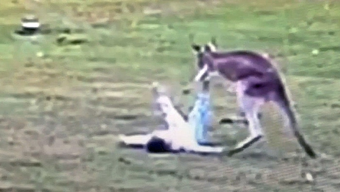 Dieses Känguru fiel über die Zweijährige her.