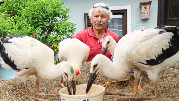 Helmut Rosenthaler lives for his storks (Bild: Christian Jauschowetz)