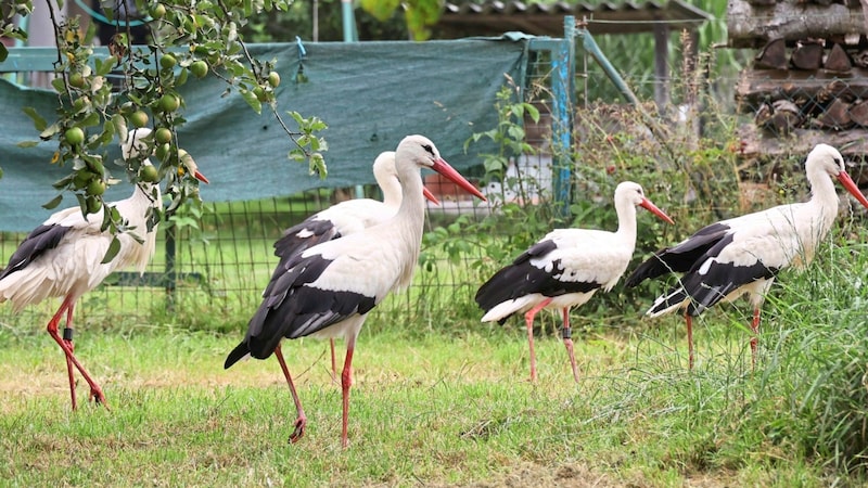 Older storks, some injured and some unable to fly, also live at the station (Bild: Christian Jauschowetz)