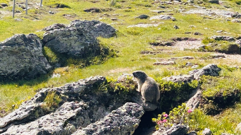 Wenig beeindruckt von meiner Gegenwart verweilte dieses Murmeltier in der Morgensonne. (Bild: Zwickl)