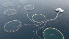 Schlechte Nachrichten für Pescetarier: Auch wenn sie kein Fleisch essen wollen, wird nun auch ...