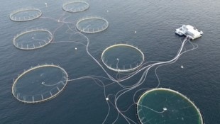 Schlechte Nachrichten für Pescetarier: Auch wenn sie kein Fleisch essen wollen, wird nun auch ...