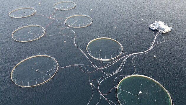 Der Bestand ist stark gefährdet, ein Fangstopp unausweichlich. Im Bild: Oksebasen-Fischfarm in Norwegen