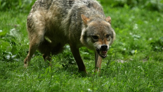 Egy farkas a Párizstól nyugatra fekvő Thoiry szafariparkban. (Bild: APA/AFP)