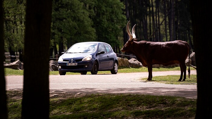 Der Angriff ereignete sich in einem für Fußgänger gesperrten Bereich des Parks.