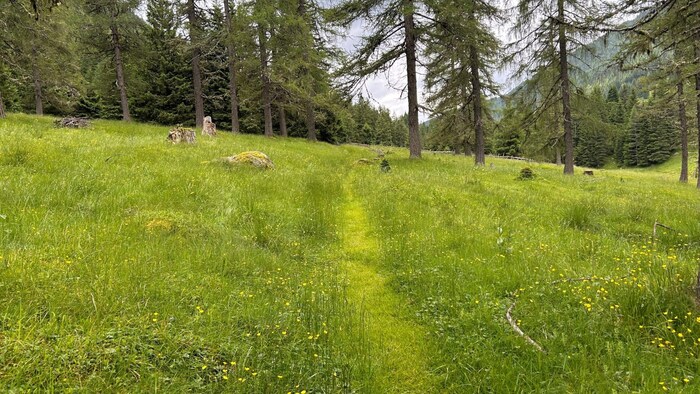 Eine Wohltat für Auge und Gemüt: Der Weg im Langalmtal über blühende Wiesen.