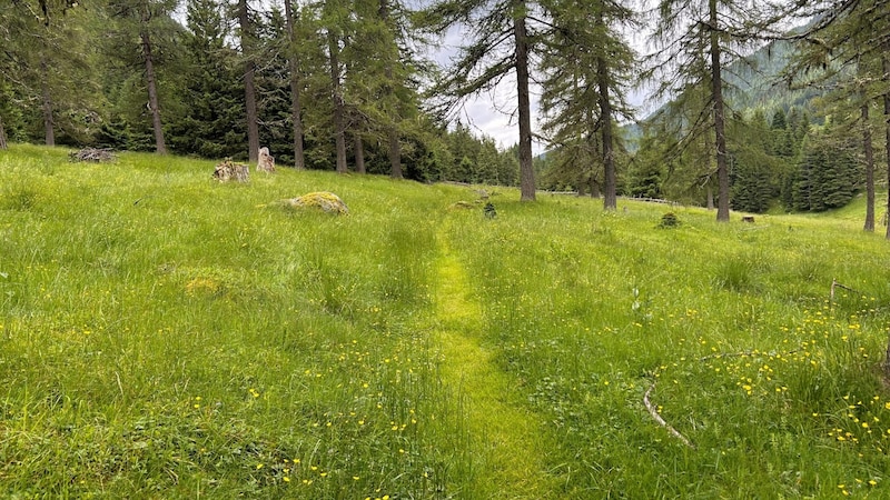 Eine Wohltat für Auge und Gemüt: Der Weg im Langalmtal über blühende Wiesen. (Bild: Zwickl)