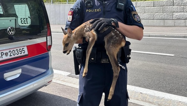 Ein kleines Reh wurde aus einem Hinterhof gerettet.  (Bild: LPD Kärnten)