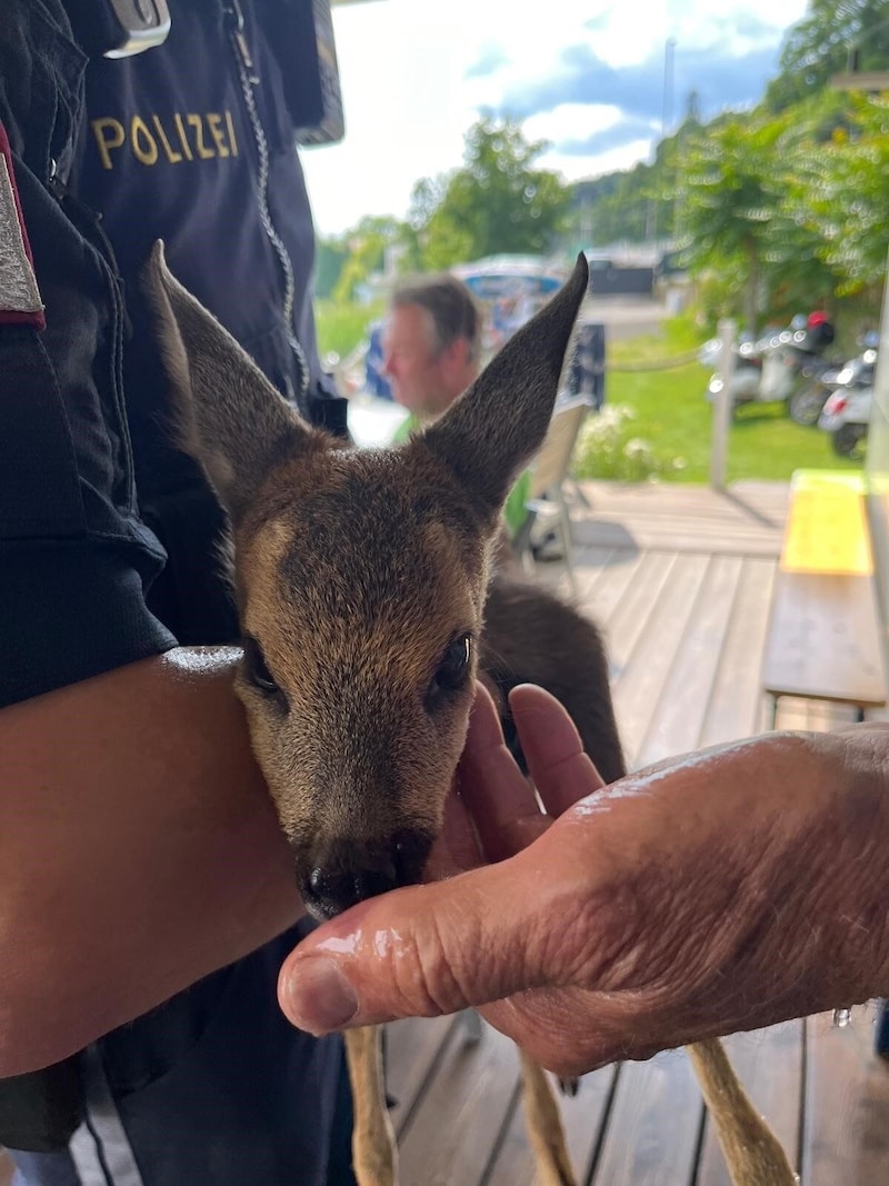 Das Kleine wurde mit Wasser versorgt.  (Bild: LPD Kärnten)