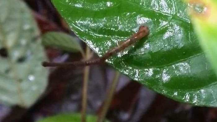 The leech shortly before jumping off a leaf