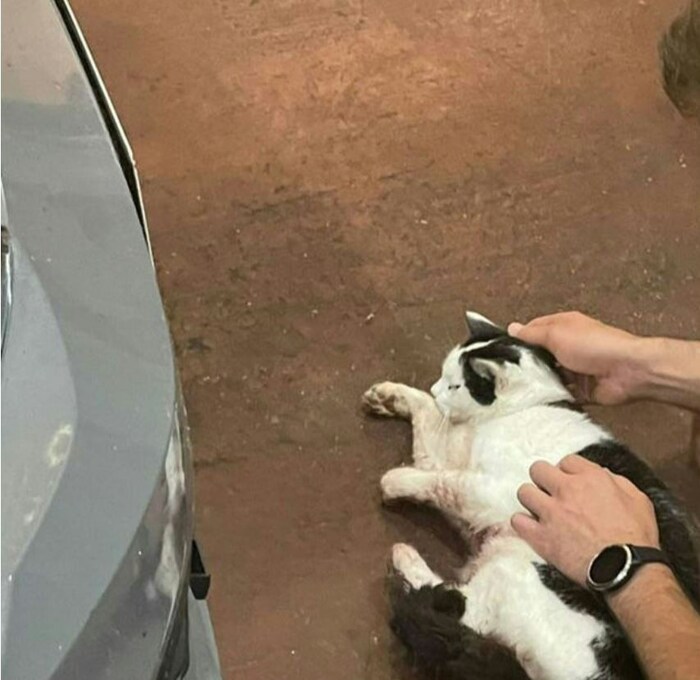 Die Katze erlitt bei dem Aufprall Verletzungen.