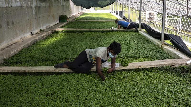 Workers in the agricultural sector (Bild: AFP)