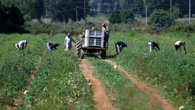 Arbeiter auf italienischen Feldern müssen oft unter ausbeuterischen Bedingungen schuften. (Bild: AFP)