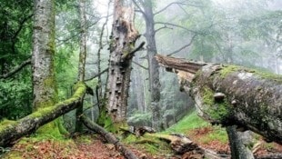 In den Nationalparks wurde nach kleinen Krabblern gesucht (Symbolbild) (Bild: E. Mayrhofer)