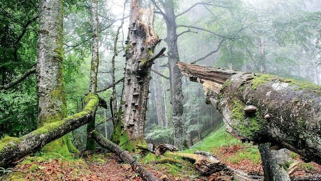 The search was on for small crawlers in the national parks (symbolic image) (Bild: E. Mayrhofer)