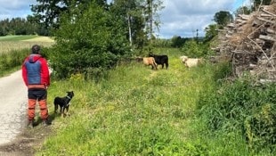 Hütehunde- und Drohneneinsatz bei der Rinderjagd in Dimling im Waldviertel: Leider ohne den erhofften Erfolg. (Bild: FF Waidhofen an der Thaya)