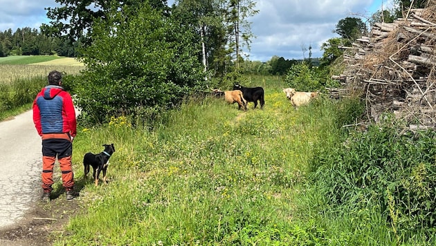 Herding dogs and drones used to hunt cattle in Dimling in the Waldviertel: unfortunately without the hoped-for success. (Bild: FF Waidhofen an der Thaya)