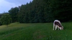 Das Kalb „Lore“ streifte drei Monate lang durch den heimischen Wienerwald. (Bild: zVg)