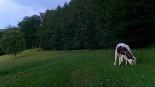 Das Kalb „Lore“ streifte drei Monate lang durch den heimischen Wienerwald. (Bild: zVg)