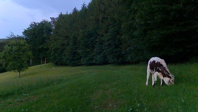 Das Kalb „Lore“ streifte drei Monate lang durch den heimischen Wienerwald. (Bild: zVg)