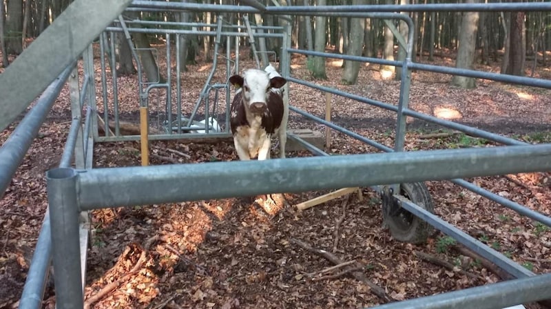 Jetzt wurde es mit einer ausgeklügelten und auch tierfreundlichen Falle wieder eingefangen. (Bild: zVg)