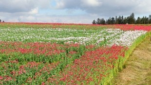 Passend zur Fußball-Europameisterschaft: Rot-weiß-rote Mohnfelder im Waldviertel. (Bild: Waldland)