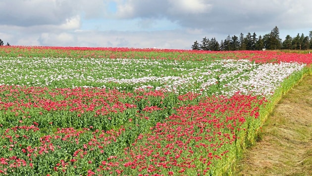 Fitting for the European Football Championship: red-white-red poppy fields in the Waldviertel. (Bild: Waldland)