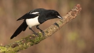 Der Jungvogel hat die Attacke nicht überlebt. (Bild: Josef Limberger)