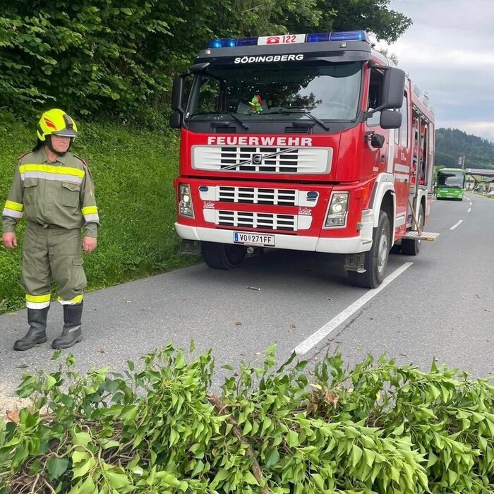 Der Baum landete mitten auf der Landesstraße.