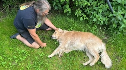 Das Vergleichsbild mit dem 38-Kilo-Retriever Gnocchi. (Bild: Pfotenhilfe)