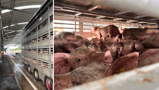 600 Jungtiere befanden sich in dem Transporter. Sie wurden letztlich von der Feuerwehr mit Wasser versorgt. (Bild: FF Wörgl)