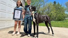 "Kevin" büszke 97 centimétert mért a marmoránál. (Bild: Guinness World Records)