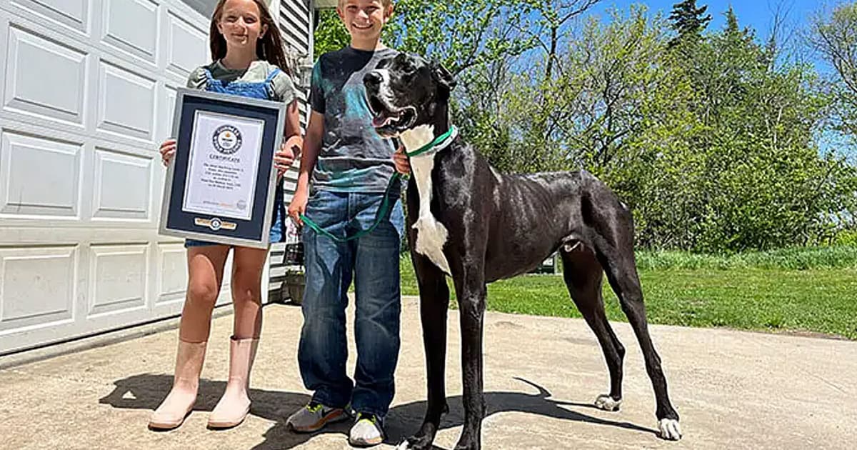 Was only 3 years old – Largest dog in the world: “Kevin” is no longer alive