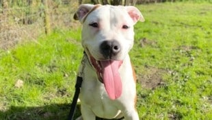 Die American Staffordshire Terrier Baffi, Balli, Bonja und Buffi hätten gerne ein neues Daheim. (Bild: Tierschutzheim Vorarlberg)