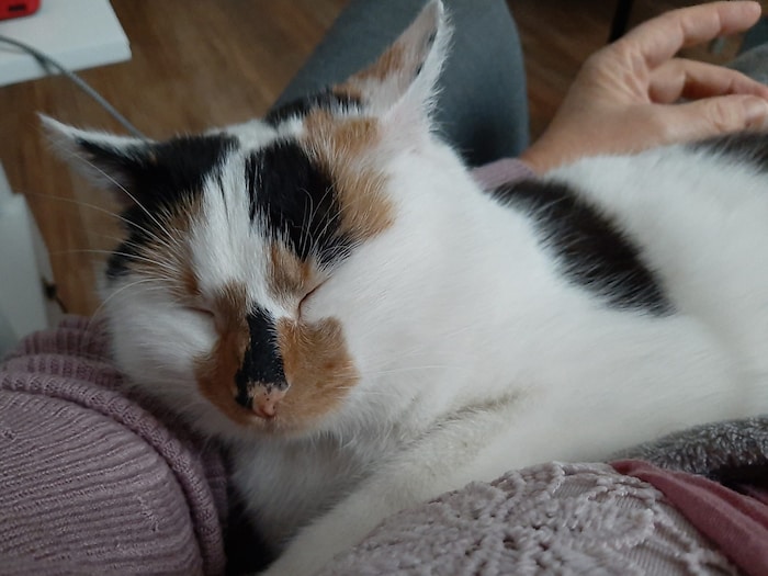 „Tinka“ aus Wals-Siezenheim